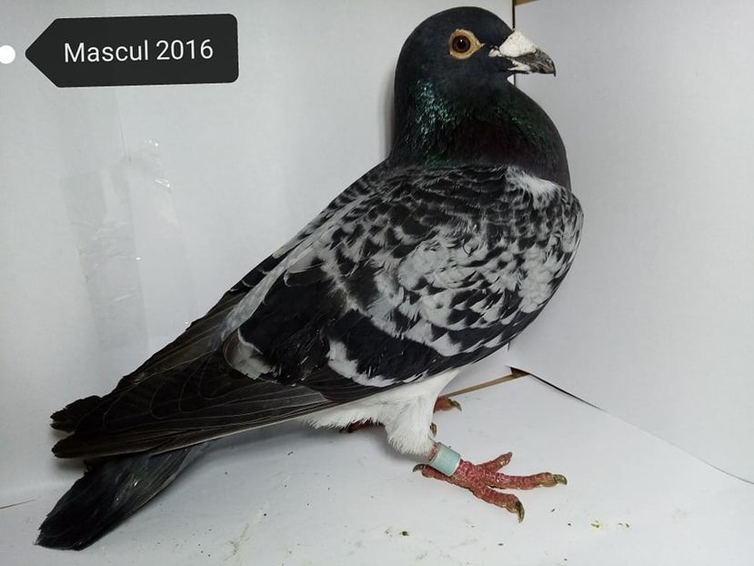  - Matca Voiajori de vanzare