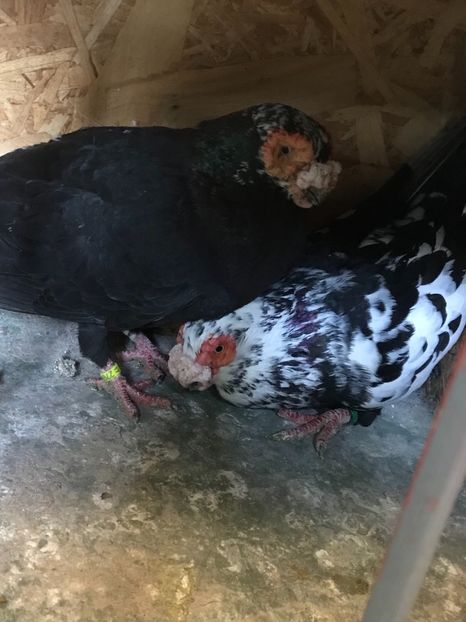 340C9941-4B70-4A48-9469-2B0E626E242E - Berberi2022