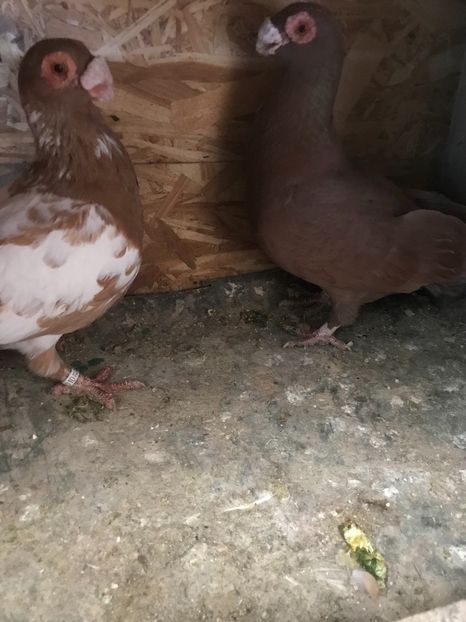 2998E900-FE4F-4775-B374-E7DFBF85E17F - Berberi2022