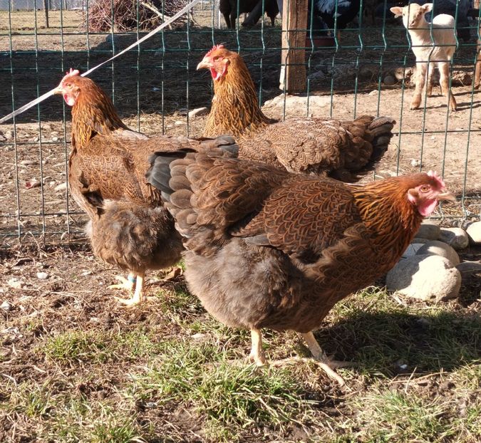  - 2 Plymouth partridge 2012-2022 arhiva