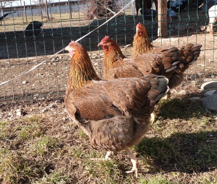  - 2 Plymouth partridge 2012-2022 arhiva