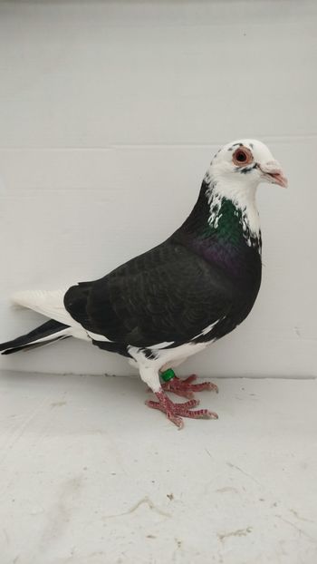 M 2021 luat de uliu 22 - Por luati de uliu