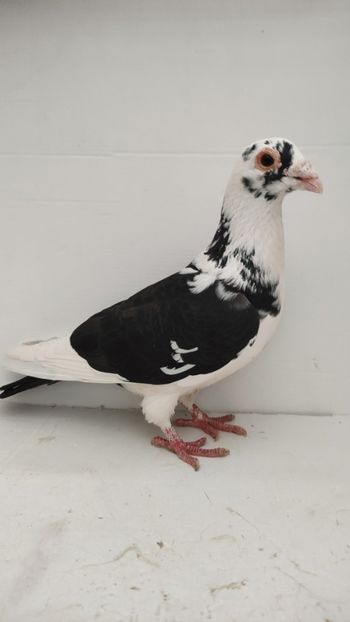  - De vanzare voiajori 2