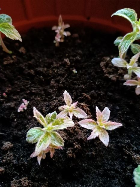 2022.02.25- puțin roz❤️ - Albicioșii