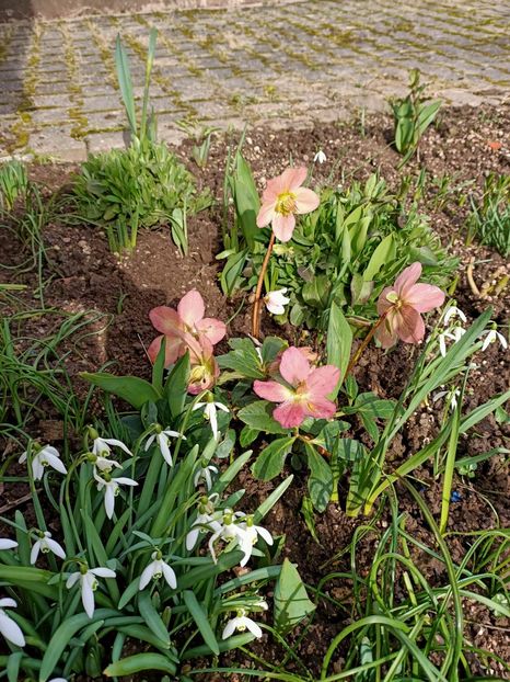 Img.2022.02.26 - A doua grădină