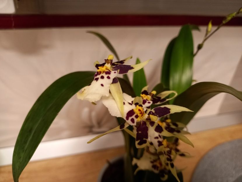 Oncidium Holm’s Wizard White - Orhidee