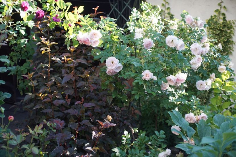  - Rosa rugosa Ritausma