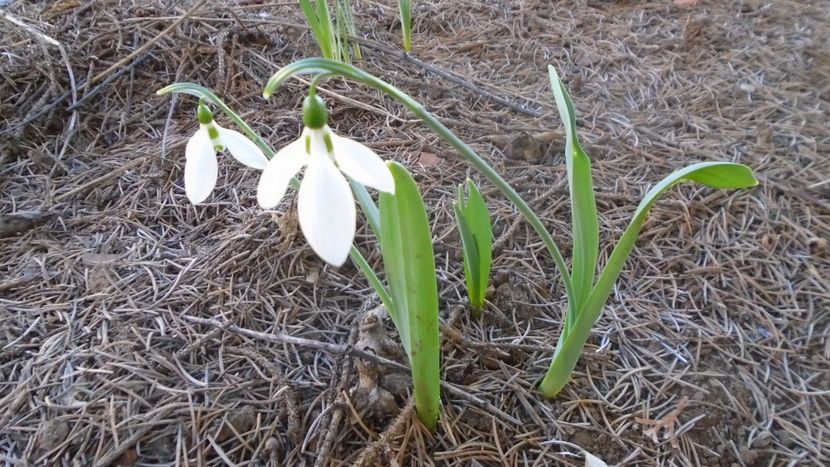 Februarie cu peste 10C: Ghiocei - v Iarna 2021-2022-2023