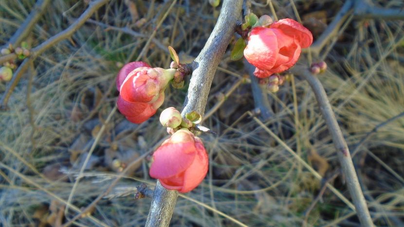 Februarie cu peste 10C: Gutui japonez - v Iarna 2021-2022-2023