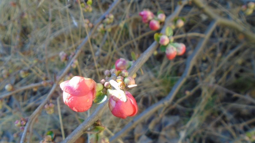 Februarie cu peste 10C: Gutui japonez - v Iarna 2021-2022-2023