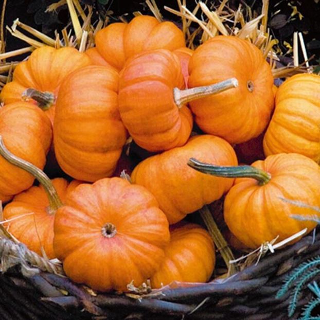 copiata - SEMINTE DOVLECEL - D 189 JACK BE LITTLE PUMPKIN