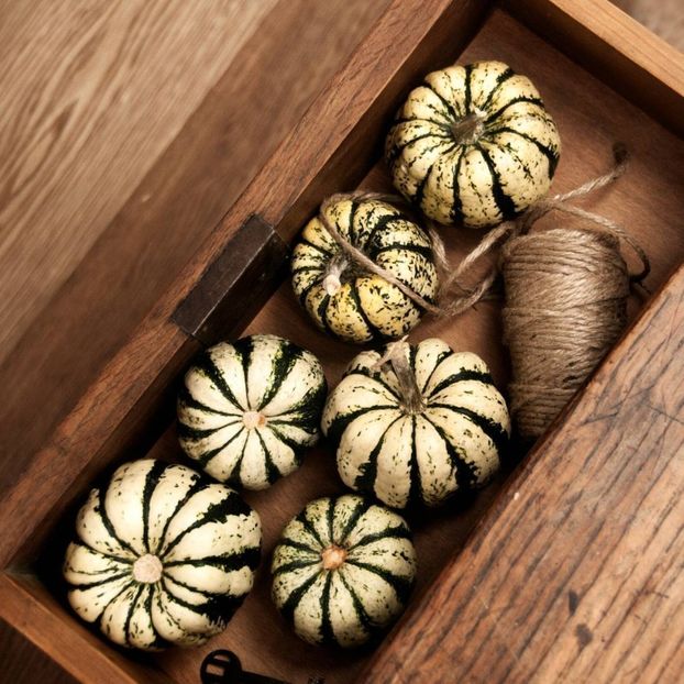 copiata - SEMINTE DOVLECEL - D 190 SWEET DUMPLING SQUASH