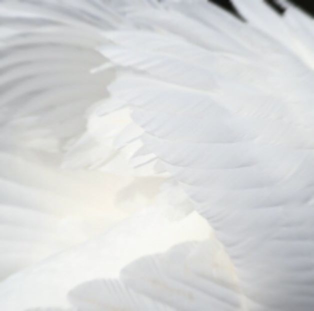 Angelic White ♡ - - A - Annyeonghaseyo !