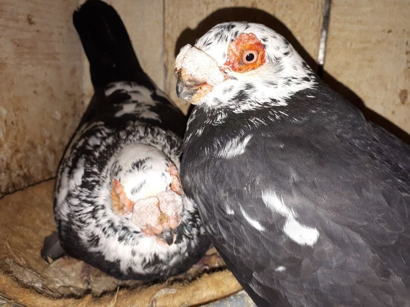  - L1 _ carunculați perechi 2022