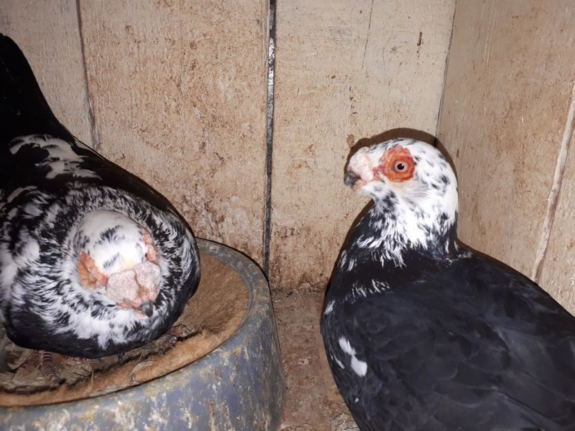  - L1 _ carunculați perechi 2022