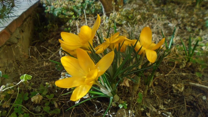 febr. 2022: Crocusi - Flori in plina iarna