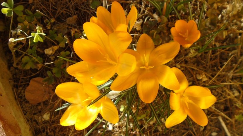 febr. 2022: Crocusi - Flori in plina iarna