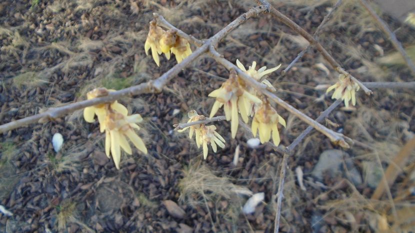 febr. 2022: Arbustul zânei (Chimonanthus praecox) - Flori in plina iarna