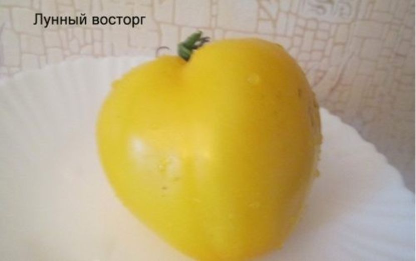 copiata - SEMINTE ROSII - T 987 MOON DELIGHT