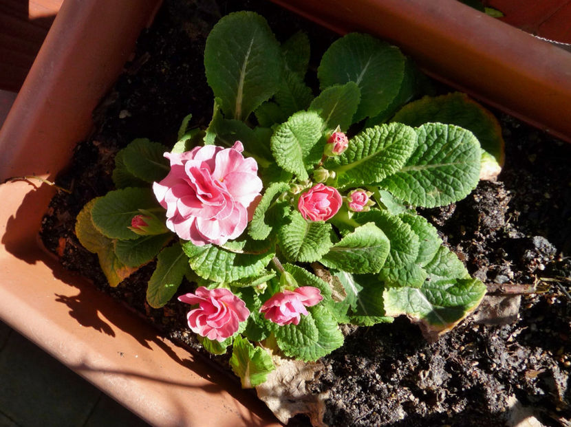  - 2021 - 04 - 2022 - 00 - Iarna