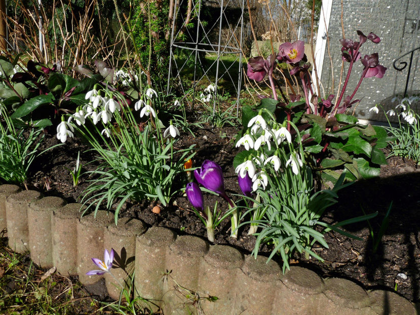  - Crocusi - Branduse