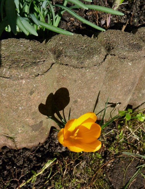 Am sarit gardul! - Crocusi - Branduse