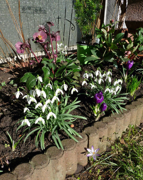  - Crocusi - Branduse