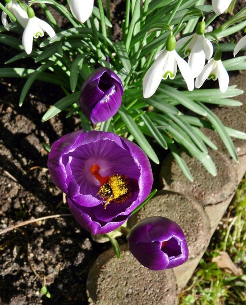  - Crocusi - Branduse