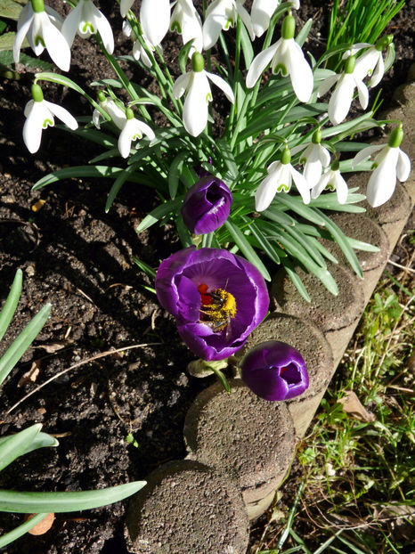  - Crocusi - Branduse