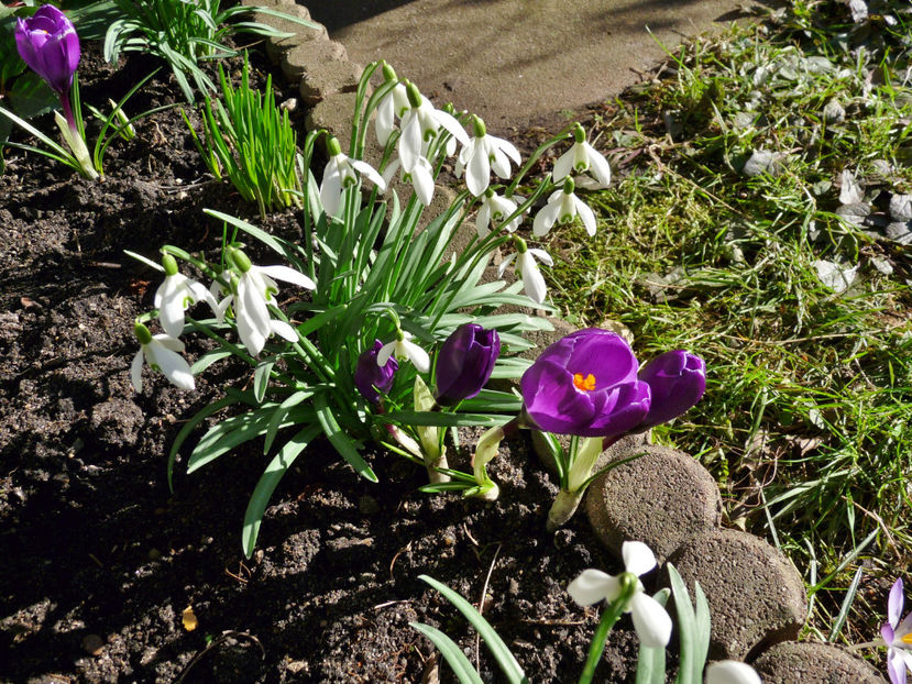  - Crocusi - Branduse