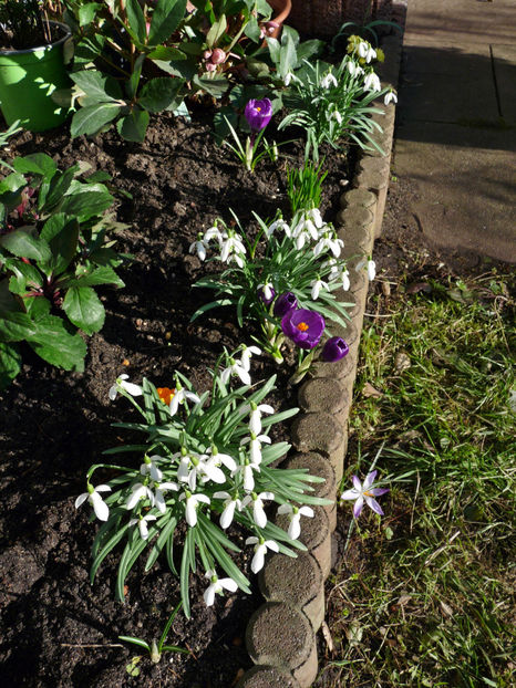  - Crocusi - Branduse