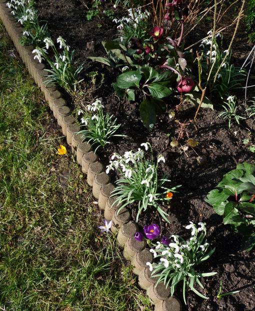  - Crocusi - Branduse