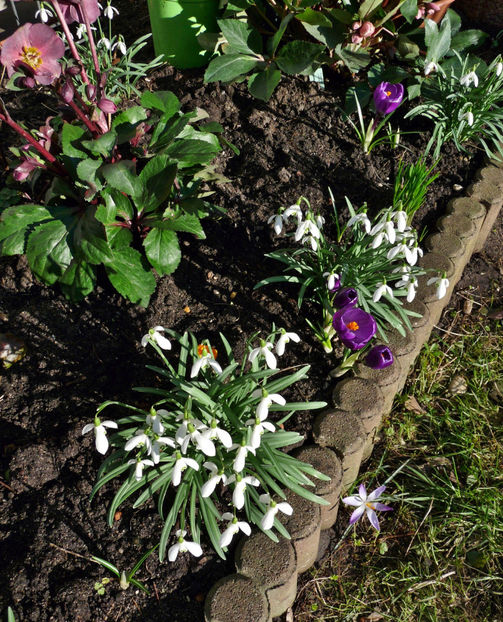  - Crocusi - Branduse