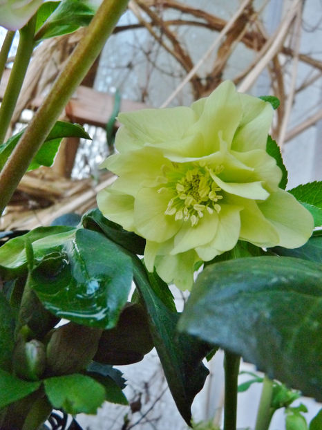  - Helleborus - Spanz