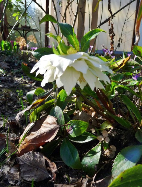  - Helleborus - Spanz