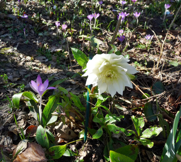  - Helleborus - Spanz