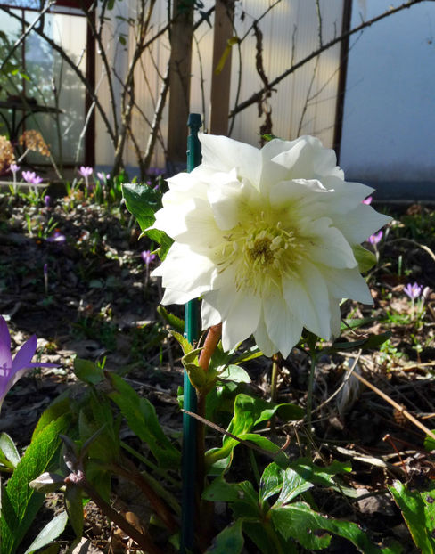  - Helleborus - Spanz