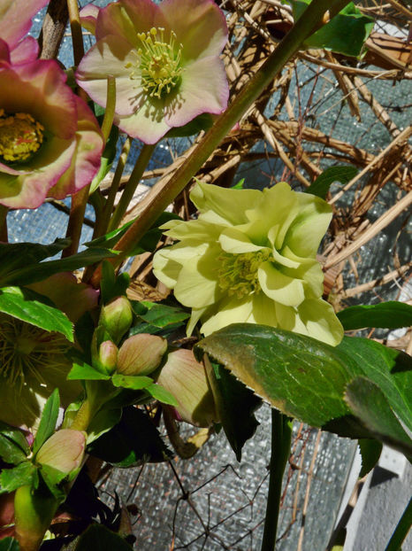  - Helleborus - Spanz