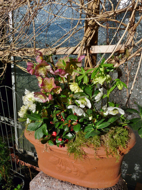  - Helleborus - Spanz