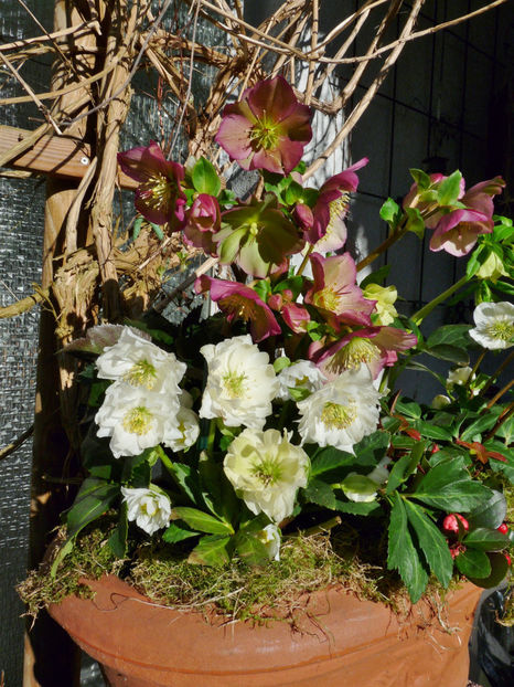  - Helleborus - Spanz