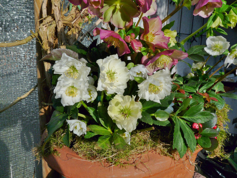  - Helleborus - Spanz