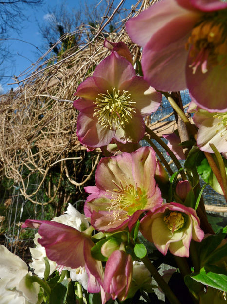  - Helleborus - Spanz