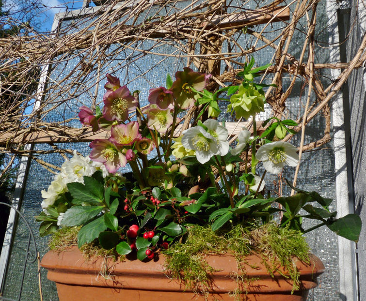  - Helleborus - Spanz