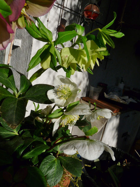  - Helleborus - Spanz