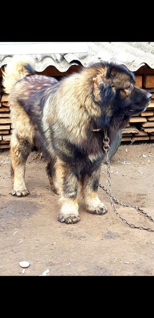 Screenshot_20220223-111209_Gallery - Ciobanesc caucazian