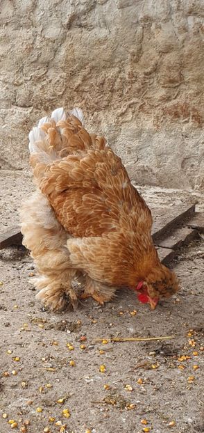  - Gaini motate barboase