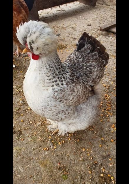 IMG-20220301-WA0010 - Gaini motate barboase