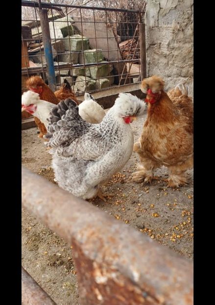 IMG-20220301-WA0009 - Gaini motate barboase