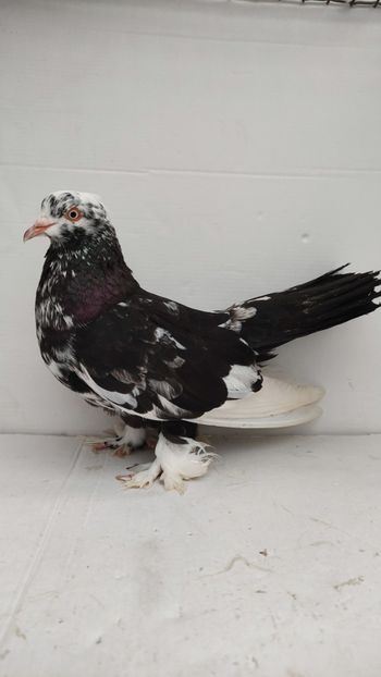 F 2021 vanduta - De vanzare rolleri persani