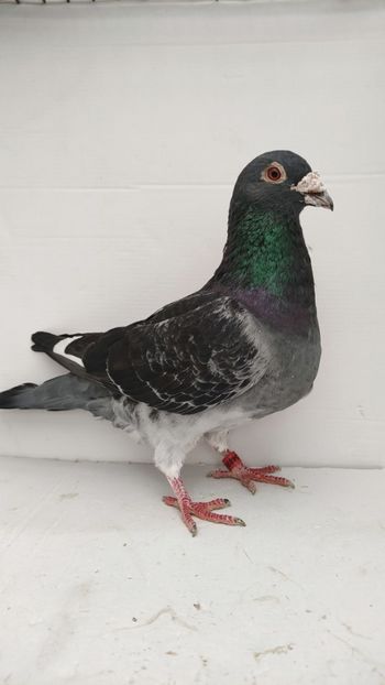 M 2010 vandut - De vanzare voiajori 2